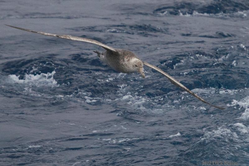 2012-03-30_13-04-43.jpg - Southern Giant Petrel  , Drake Passage