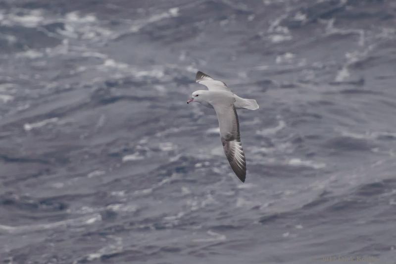 2012-03-30_13-40-02.jpg - Southern Fulmar  , Drake Passage