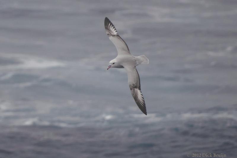 2012-03-30_13-40-17.jpg - Southern Fulmar  , Drake Passage