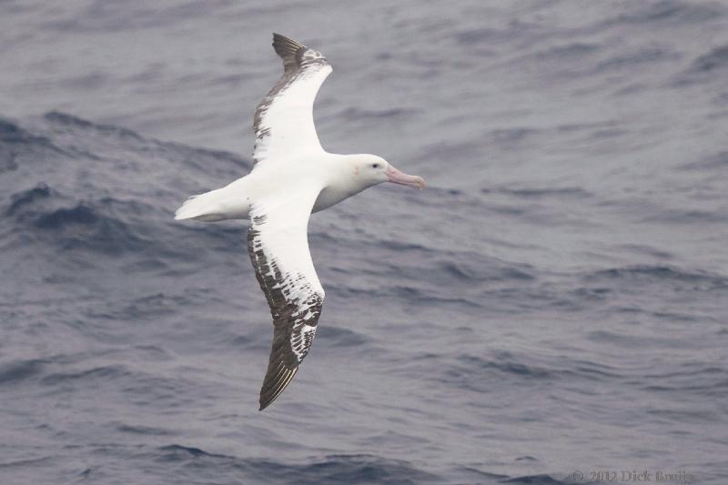 2012-03-30_13-44-28.jpg - Wandering Albatross  , Drake Passage