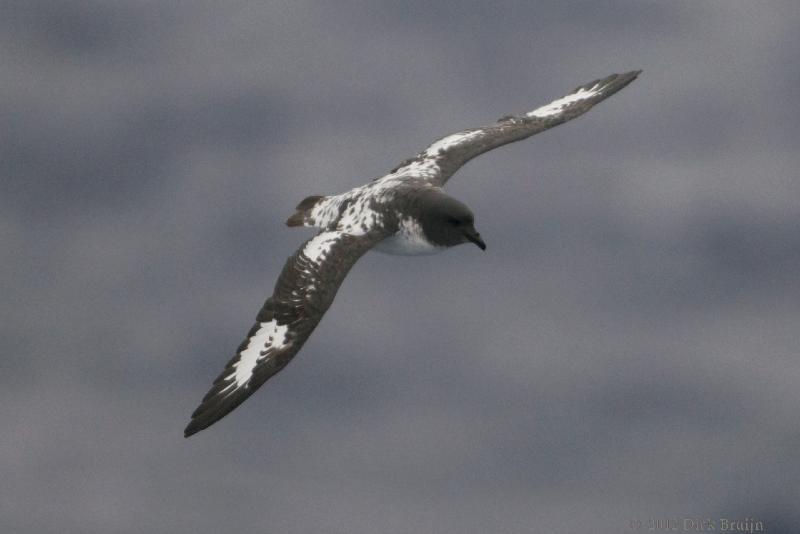 2012-03-30_16-23-35.jpg - Cape (Pintado) Petrel   , Drake Passage