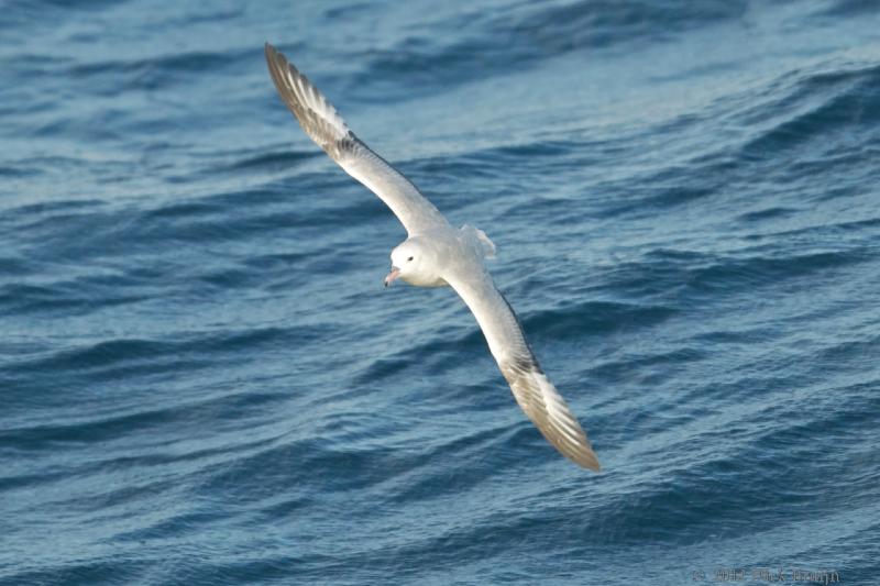 2012-03-31_13-48-50.jpg - Southern Fulmar  , Drake Passage