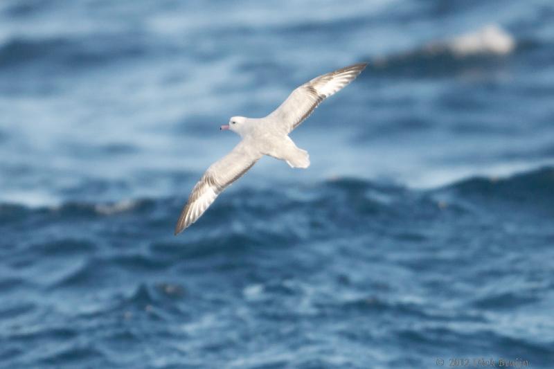 2012-03-31_13-49-55.jpg - Southern Fulmar  , Drake Passage