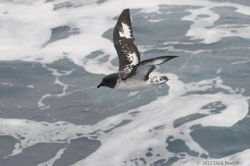 2012-03-31_15-41-33.jpg - Cape (Pintado) Petrel   , Drake Passage