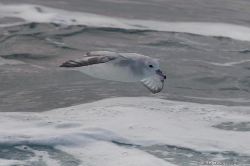 2012-03-31_18-42-17.jpg - Southern Fulmar  , Drake Passage