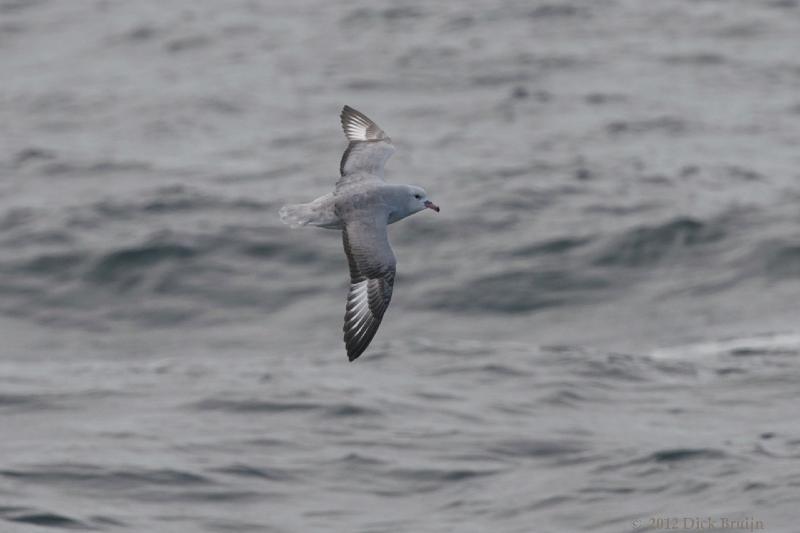 2012-03-31_18-45-31.jpg - Southern Fulmar  , Drake Passage