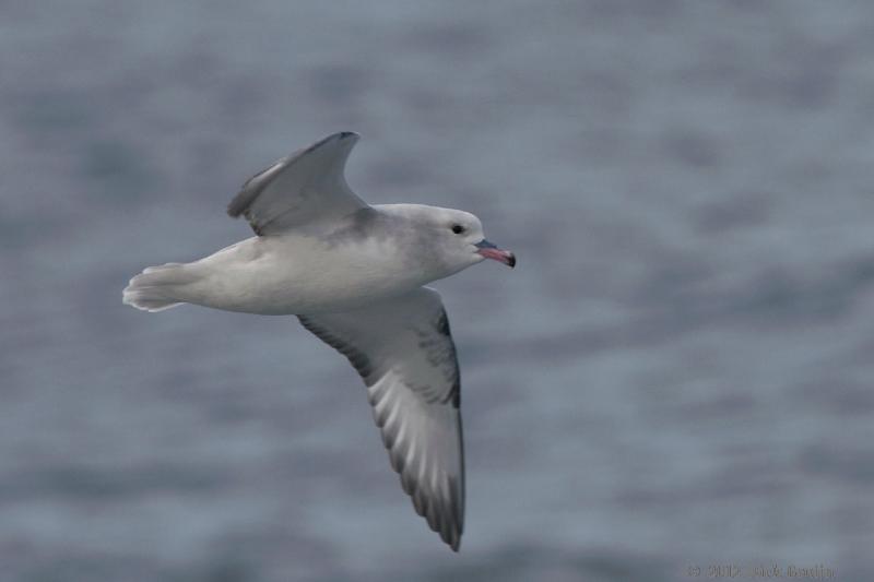 2012-03-31_18-46-46.jpg - Southern Fulmar  , Drake Passage