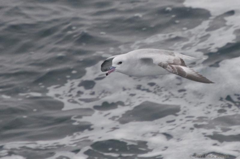 2012-03-31_19-31-08.jpg - Southern Fulmar  , Drake Passage