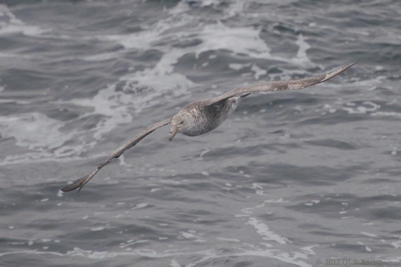 2012-03-31_19-31-42.jpg - Southern Giant Petrel  , Drake Passage