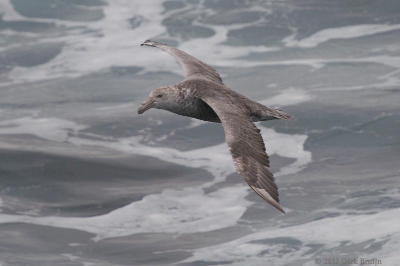 2012-03-31_19-35-51.jpg - Southern Giant Petrel  , Drake Passage