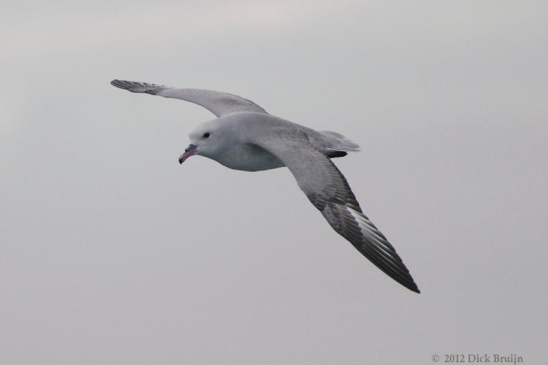 2012-03-31_19-44-14.jpg - Southern Fulmar  , Drake Passage