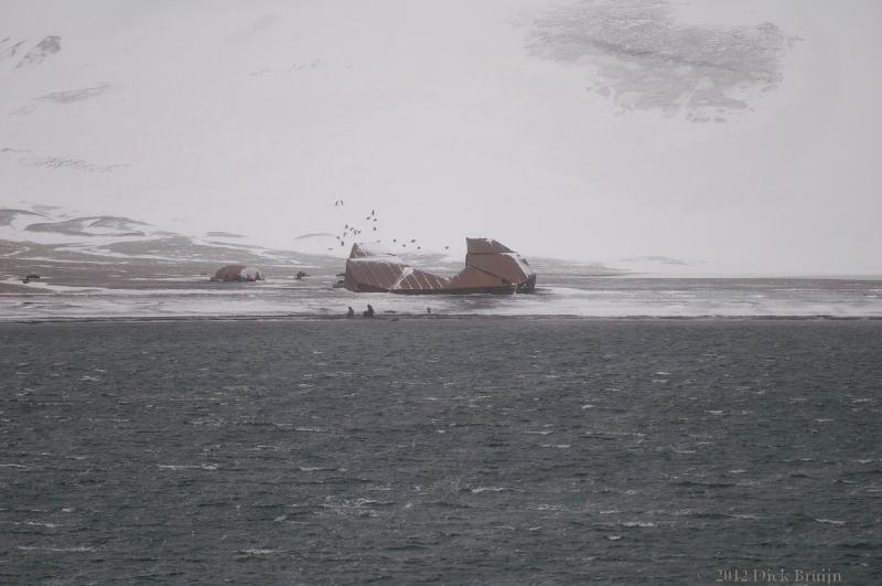 2012-04-01_14-29-51.jpg - Gentoo Penguin, Deception, South Shetland Islands