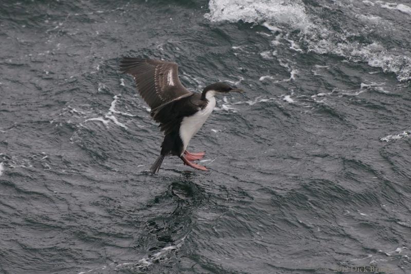 2012-04-01_14-38-55.jpg - Antarctic Shag, Deception, South Shetland Islands