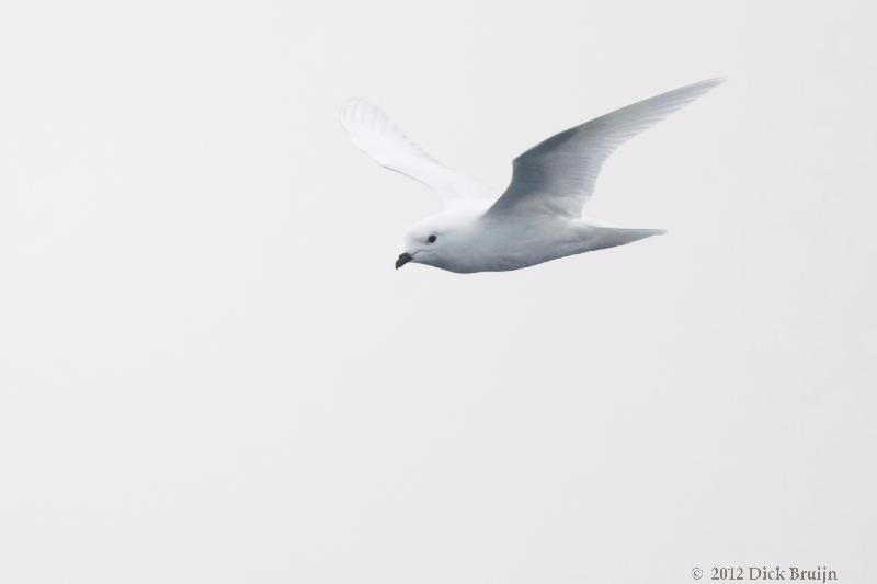 2012-04-02_12-26-12.jpg - Snow Petrel  , Bransfield Strait