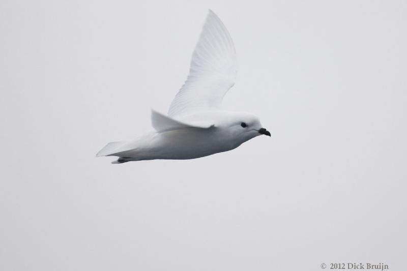 2012-04-02_12-43-31.jpg - Snow Petrel  , Bransfield Strait