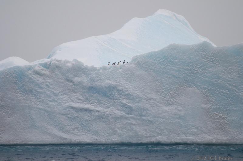 2012-04-02_12-45-30.jpg - Adelie Penguin  , Bransfield Strait