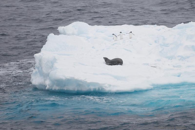 2012-04-02_13-00-26.jpg - Crabeater Seal, Adelie Penguin  , Bransfield Strait