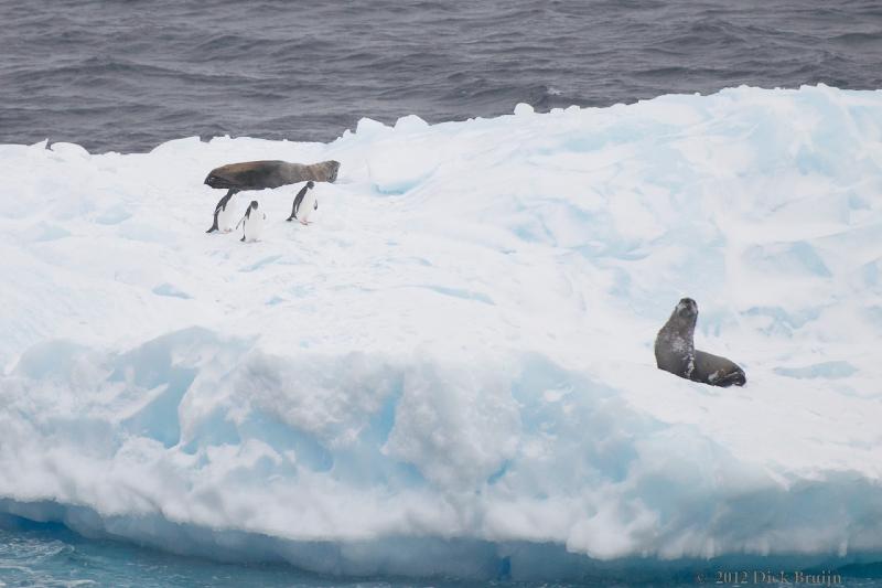 2012-04-02_13-00-45.jpg - Antarctic Fur Seal, Adelie Penguin  , Bransfield Strait