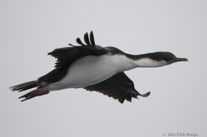 2012-04-02_13-46-01.jpg - Antarctic Shag  , Bransfield Strait