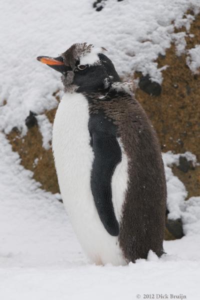 2012-04-02_15-15-01.jpg - Gentoo Penguin  , Brown Bluff, Antarctica