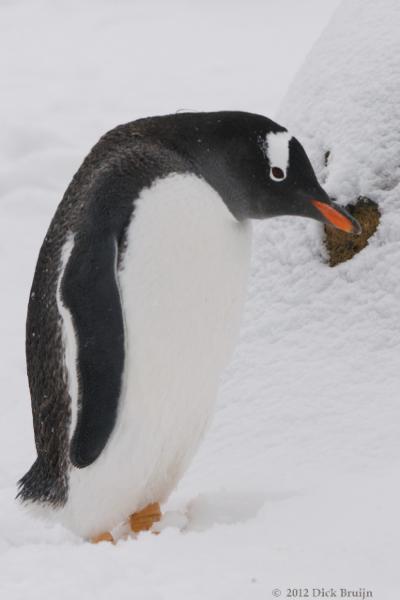 2012-04-02_15-15-28.jpg - Gentoo Penguin  , Brown Bluff, Antarctica