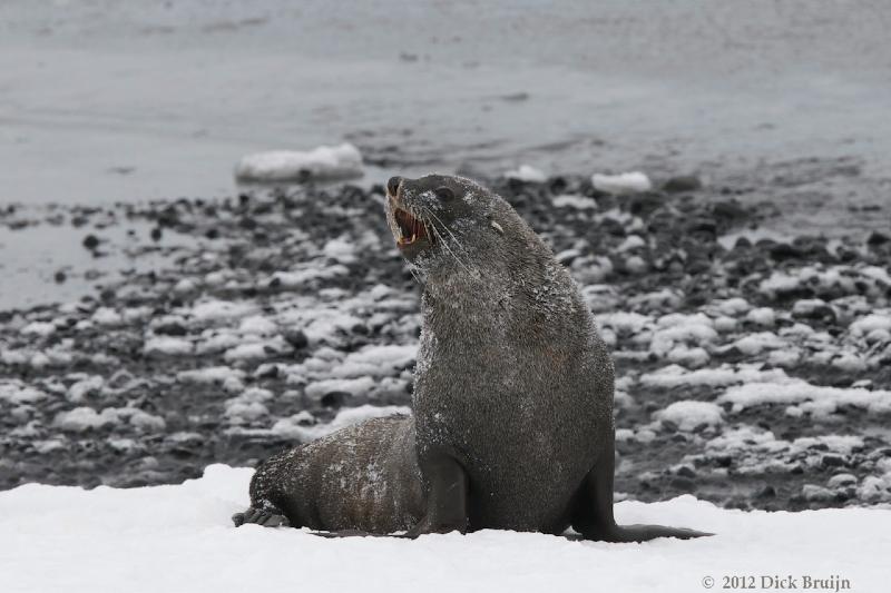 2012-04-02_15-19-55.jpg - Antarctic Fur Seal  , Brown Bluff, Antarctica