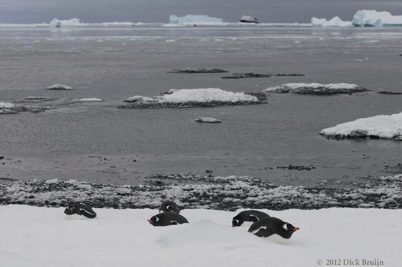 2012-04-02_15-23-28.jpg - Gentoo Penguin  , Brown Bluff, Antarctica