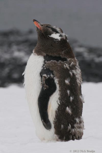 2012-04-02_15-23-40.jpg - Gentoo Penguin  , Brown Bluff, Antarctica