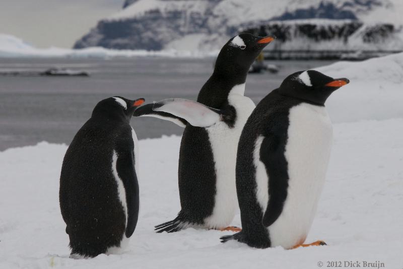 2012-04-02_15-27-52.jpg - Gentoo Penguin  , Brown Bluff, Antarctica