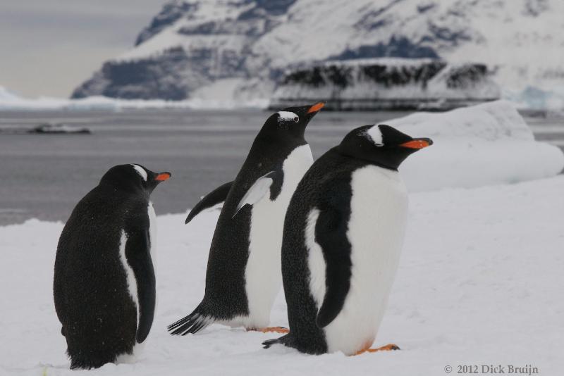 2012-04-02_15-28-10.jpg - Gentoo Penguin  , Brown Bluff, Antarctica