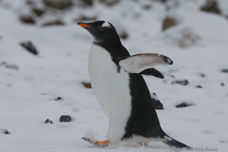 2012-04-02_15-43-15.jpg - Gentoo Penguin  , Brown Bluff, Antarctica