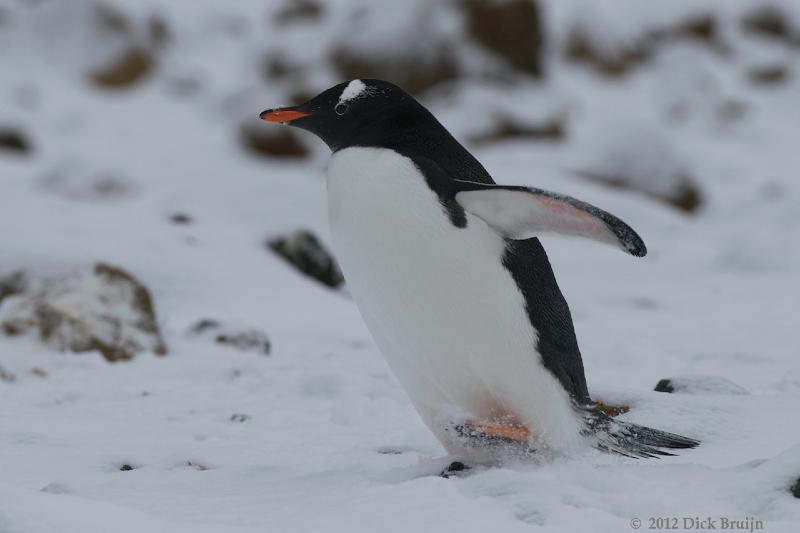 2012-04-02_15-43-37.jpg - Gentoo Penguin  , Brown Bluff, Antarctica