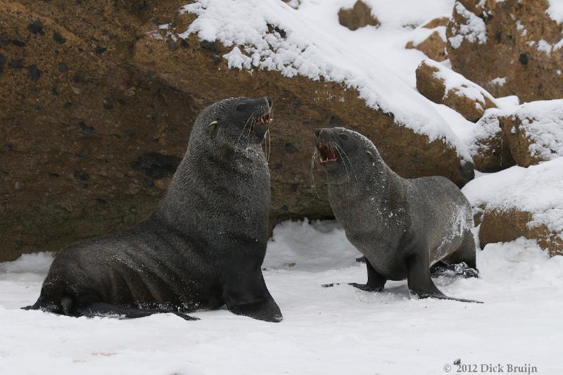 2012-04-02_15-46-11.jpg - Antarctic Fur Seal  , Brown Bluff, Antarctica