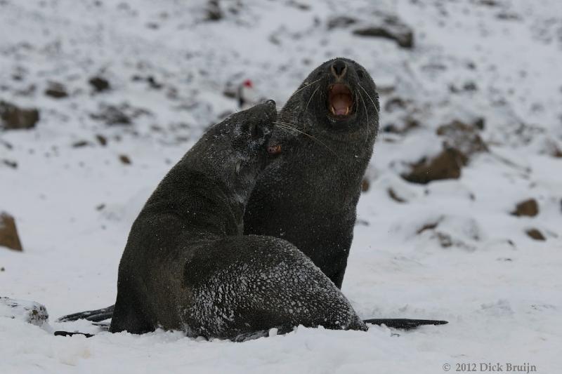 2012-04-02_15-53-57.jpg - Antarctic Fur Seal  , Brown Bluff, Antarctica