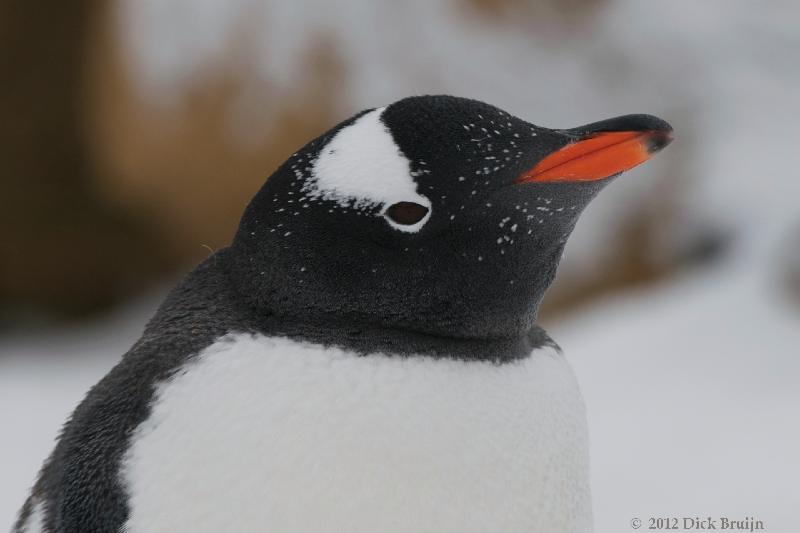 2012-04-02_16-01-56.jpg - Gentoo Penguin  , Brown Bluff, Antarctica