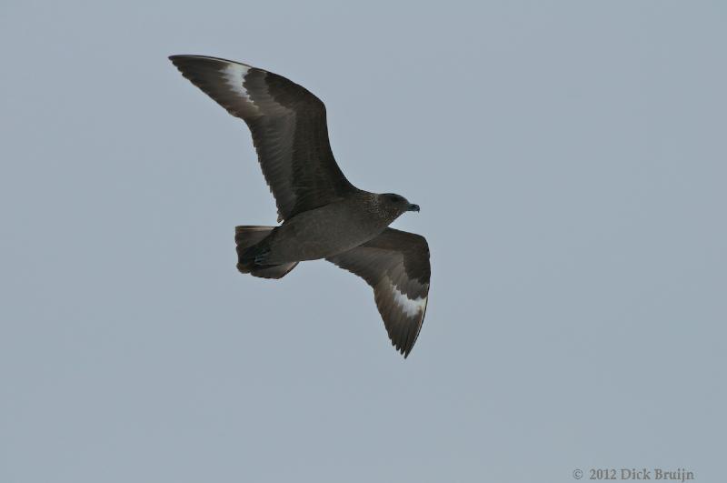 2012-04-02_16-02-57.jpg - South Polar Skua  , Brown Bluff, Antarctica