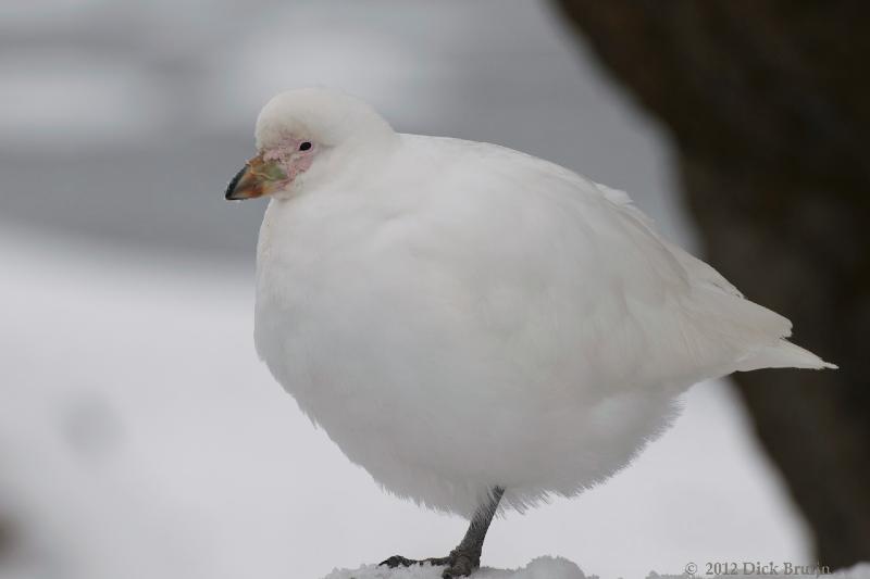 2012-04-02_16-06-05.jpg - Snowy Sheathbill  , Brown Bluff, Antarctica