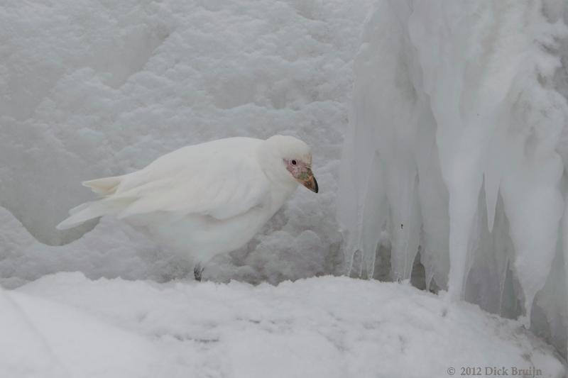 2012-04-02_16-12-35.jpg - Snowy Sheathbill  , Brown Bluff, Antarctica