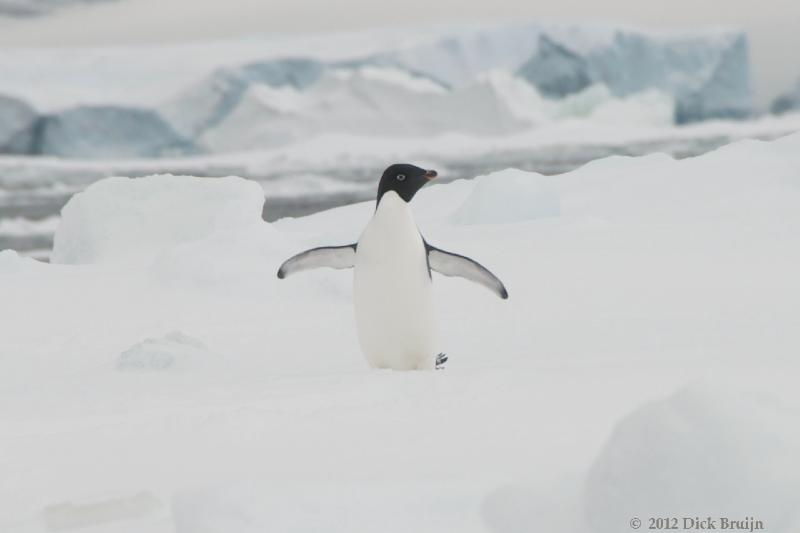 2012-04-02_16-34-50.jpg - Adelie Penguin, Brown Bluff, Antarctica