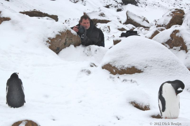 2012-04-02_16-57-31.jpg - Gentoo Penguin, Brown Bluff, Antarctica