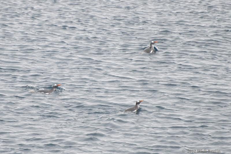 2012-04-02_18-04-39.jpg - Gentoo Penguin  , Antarctic Sound