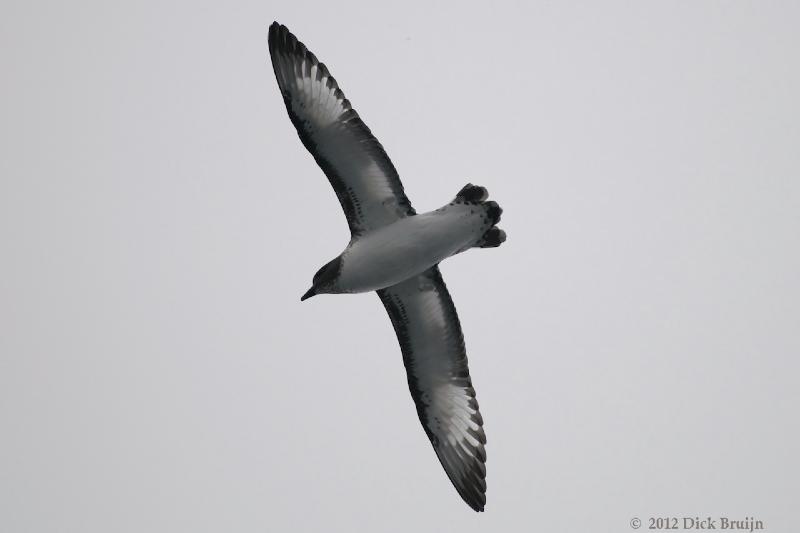 2012-04-02_18-18-42.jpg - Cape (Pintado) Petrel  , Antarctic Sound