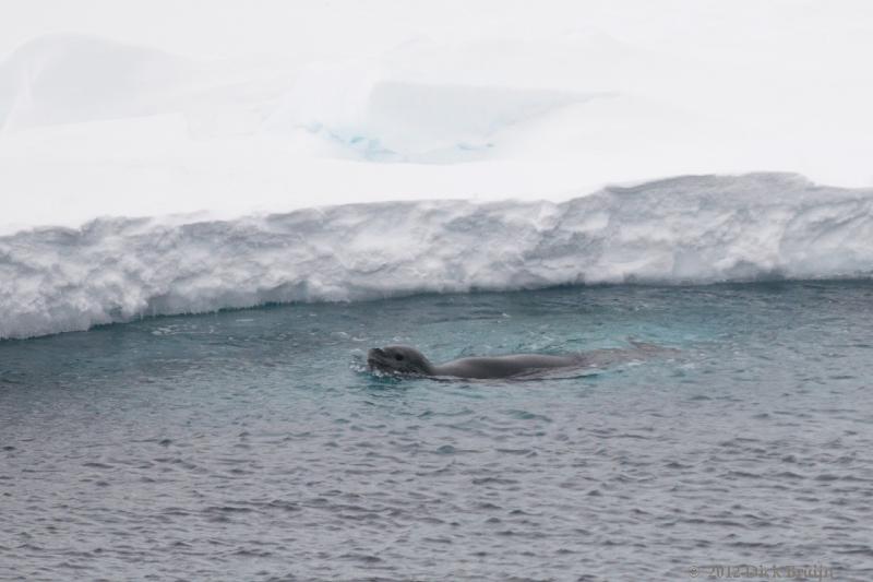 2012-04-02_18-46-12.jpg - Leopard Seal  , Antarctic Sound