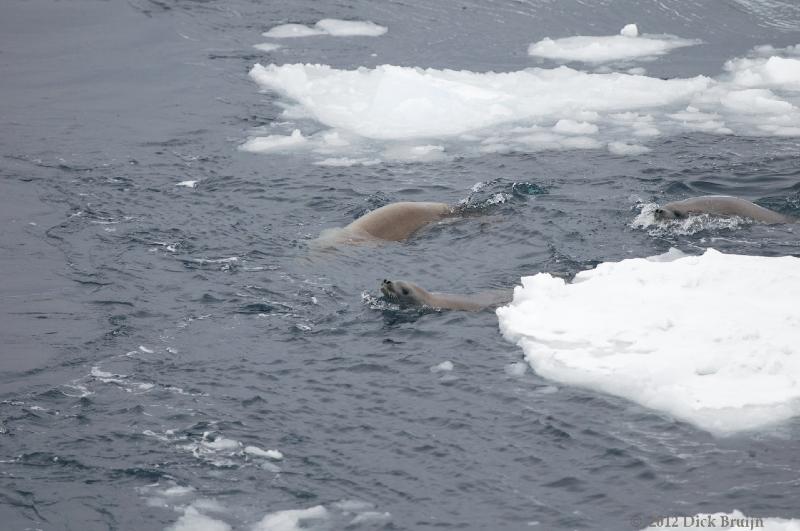 2012-04-02_19-09-16.jpg - Crabeater Seal  , Antarctic Sound