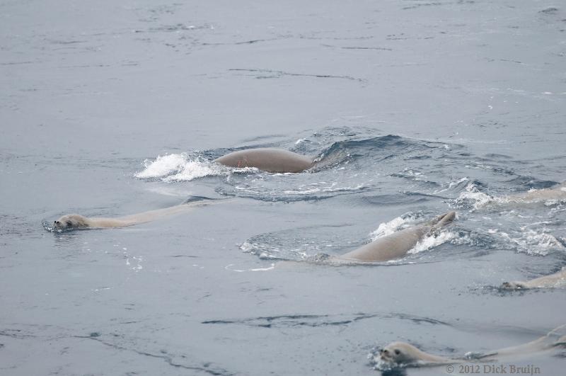 2012-04-02_19-09-23.jpg - Crabeater Seal  , Antarctic Sound