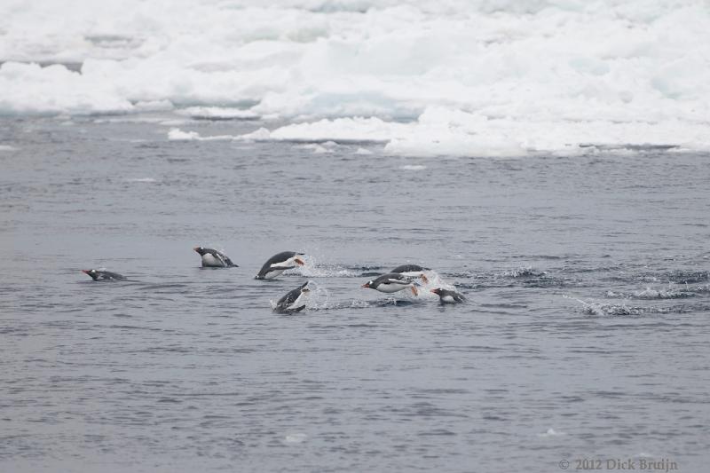 2012-04-02_19-14-20.jpg - Gentoo Penguin  , Antarctic Sound