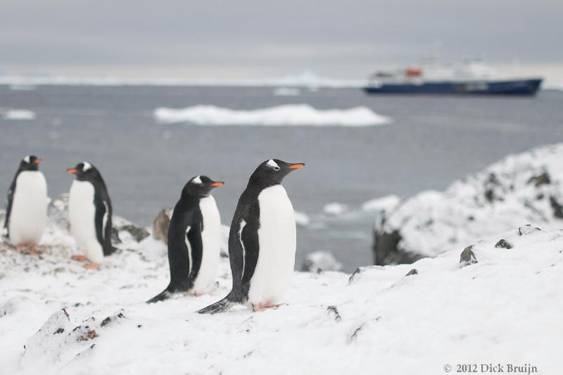 2012-04-02_20-15-20.jpg - Gentoo Penguin, Hope Bay Antarctica  , Hope Bay, Antarctica