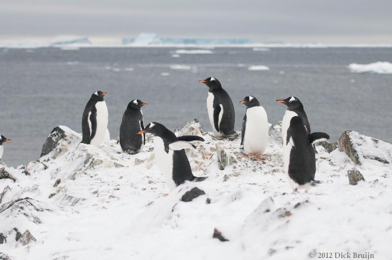 2012-04-02_20-15-38.jpg - Gentoo Penguin, Hope Bay Antarctica  , Hope Bay, Antarctica