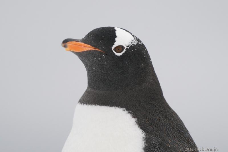 2012-04-02_20-16-03.jpg - Gentoo Penguin, Hope Bay Antarctica  , Hope Bay, Antarctica