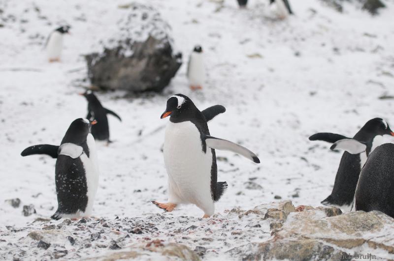 2012-04-02_20-19-43.jpg - Gentoo Penguin, Hope Bay Antarctica  , Hope Bay, Antarctica